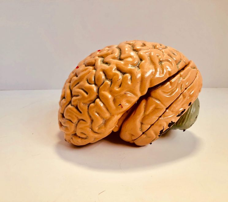 Ludzki mózg