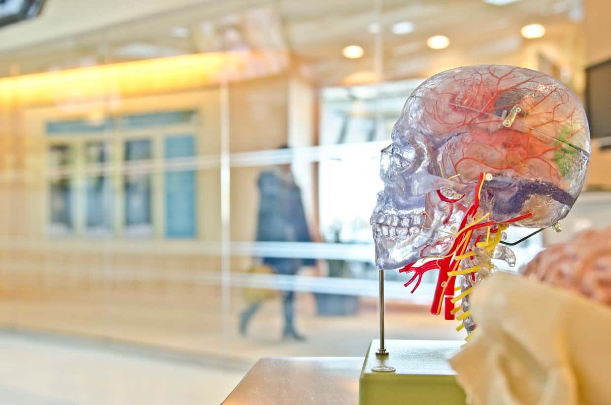 Jak naukowcy wyhodowali ludzki mózg?